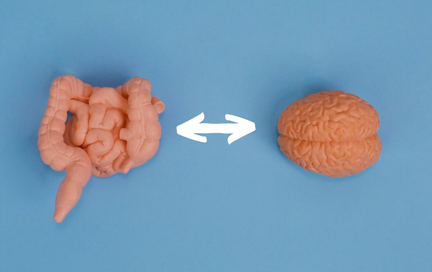 Gut-Brain Connection