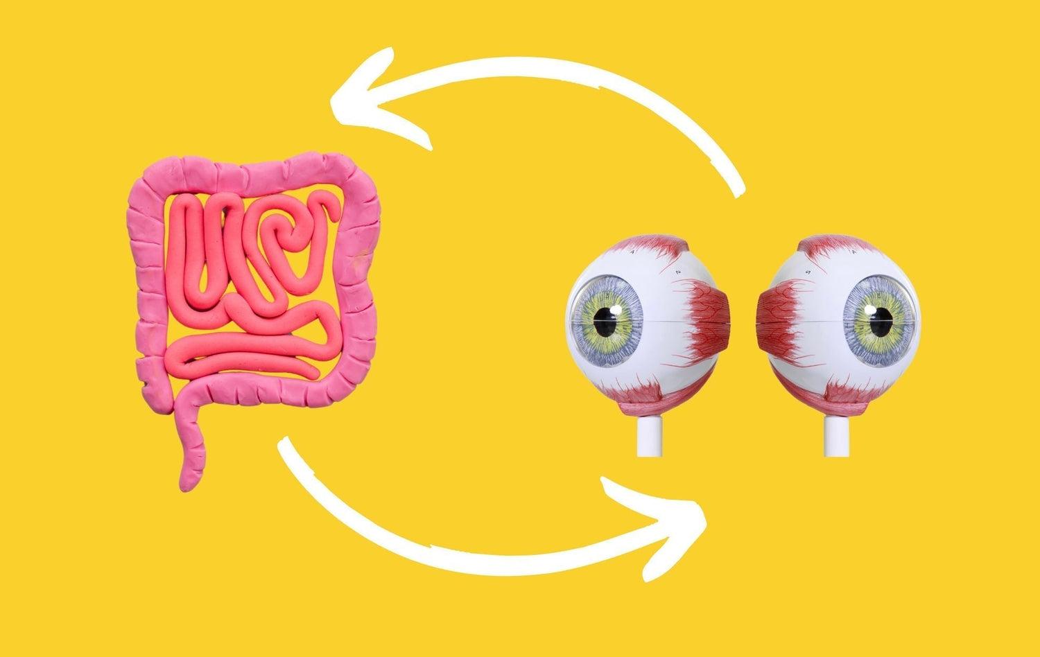 The Gut-Eye Axis: How Prebiotics and Probiotics Improve Vision & Eye Health